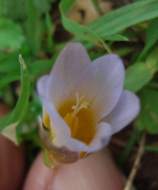 Romulea bulbocodium